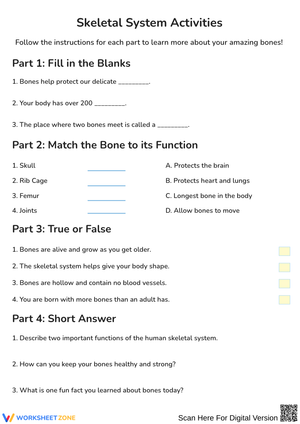 Skeletal System Activities Worksheet
