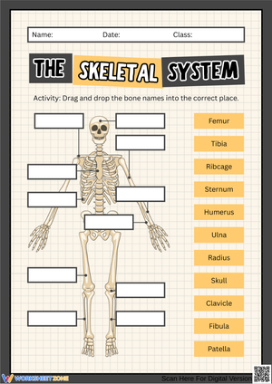 The Skeletal System Drag-and-Drop Worksheet