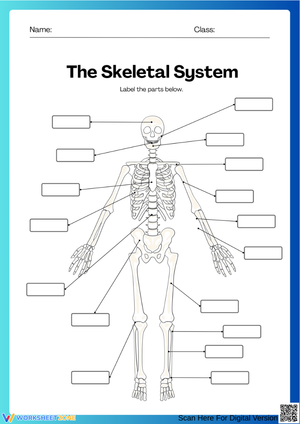The Skeletal System Labeling Worksheet
