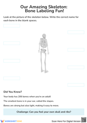 Our Amazing Skeleton Bone Labeling Worksheet