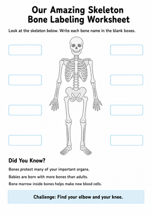 Essential Skeleton Bone Labeling Worksheet | Grades 3-6
