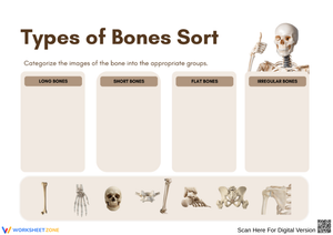 Types of Bones Sort Worksheet