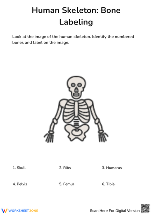 Human Skeleton Bone Labeling Worksheet