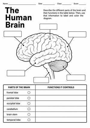 Essential Human Brain Labeling Worksheet | Grade 6-8