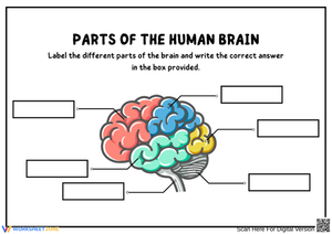 Human Brain Labeling Worksheet
