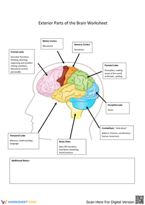 Exterior Parts of the Brain Worksheet
