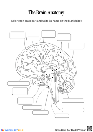 Label the Brain Anatomy Worksheet