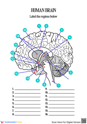 Parts Of The Brain Labeling Worksheets