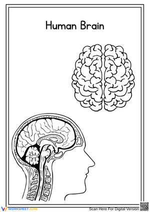 Human Brain Diagram Worksheet