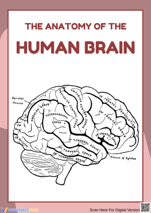 The Anatomy of the Human Brain Worksheet