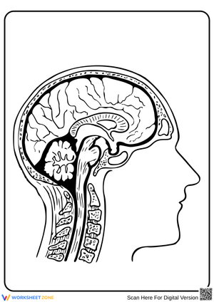 Human Brain Anatomy Diagram Worksheet