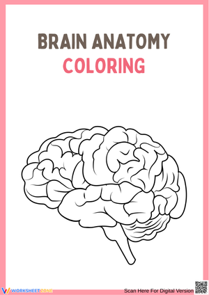 Brain Anatomy Coloring Worksheet