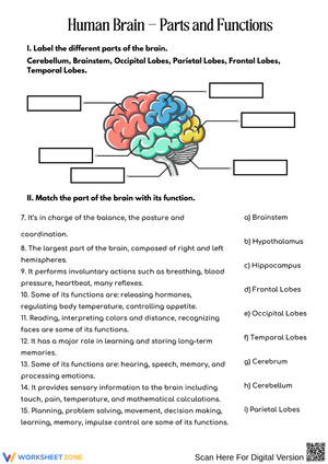 Human Brain Parts and Functions Worksheet