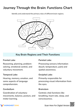 Journey Through the Brain Functions Chart Worksheet
