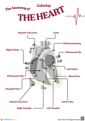 Coloring and Exploring The Heart Anatomy