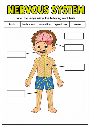 Grade 4 Nervous System — Printable No-Prep Worksheet