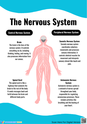 The Nervous System Diagram and Functions Worksheet