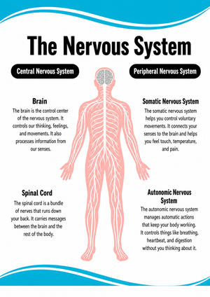Printable Nervous System Diagram | Grade 6 Science