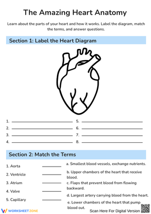 The Amazing Heart Anatomy Label and Match Worksheet