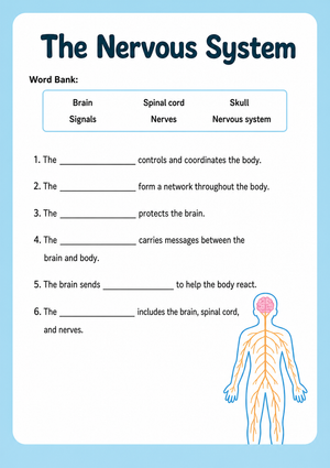 Grade 4 Nervous System — Printable No-Prep Worksheet