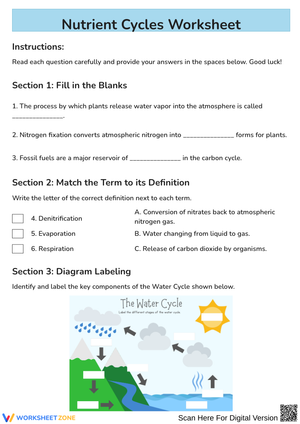 Nutrient Cycles Worksheet: Water, Carbon, and Nitrogen