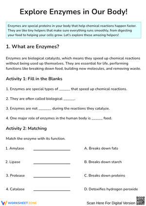 Explore Enzymes in Our Body Worksheet
