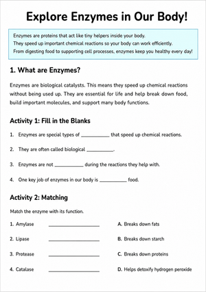 Grade 7 Enzymes — Printable No-Prep Worksheet
