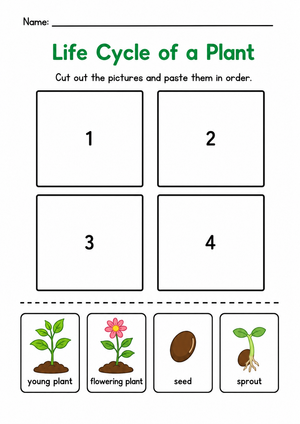 Grade 3 Plant Life Cycle — Printable No-Prep Worksheet