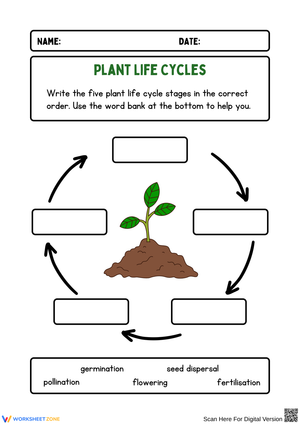 Plant Life Cycle – Write the Stages Worksheet