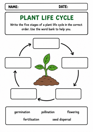 Essential Plant Life Cycle Worksheet | Grade 3 Science
