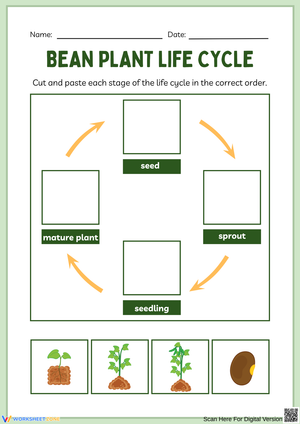 Bean Plant Life Cycle – Cut and Paste Worksheet