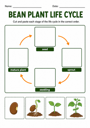 Grade 3 Bean Plant Life Cycle — Printable No-Prep Worksheet