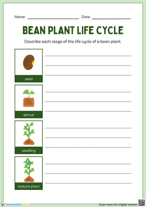 Bean Plant Life Cycle – Describe the Stages Worksheet
