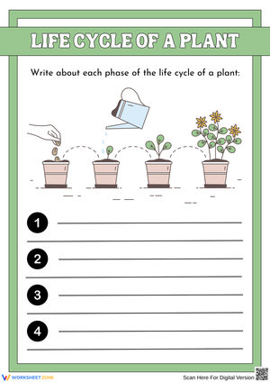 Life Cycle of a Plant – Write the Phases Worksheet