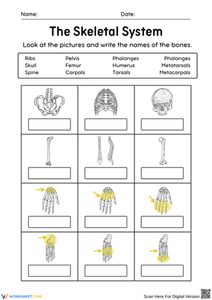 Skeletal System Vocabulary Worksheet – Label the Bones
