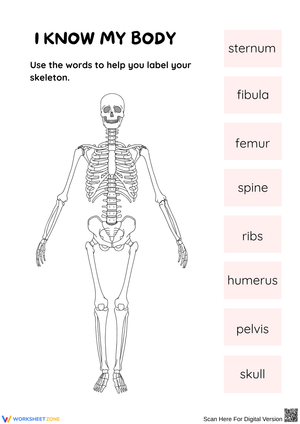 Skeletal System – Label the Human Bones Worksheet