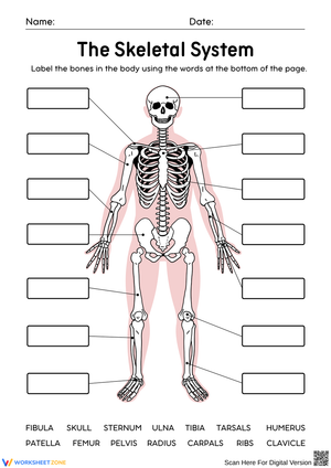 Human Skeletal System – Label the Bones Worksheet
