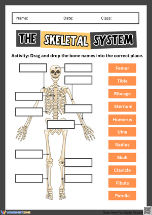 The Skeletal System – Drag and Drop Bone Names