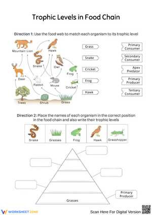 Trophic Levels in Food Chain Worksheet