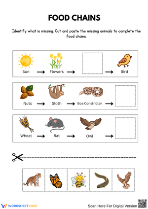 Identifying Food Chains Worksheet