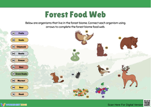 Forest Food Web Worksheet