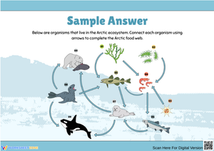 Arctic Food Web Worksheet