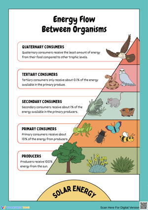 Understanding Energy Flow in Ecosystems