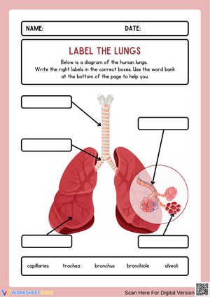 Label the Lungs Worksheet