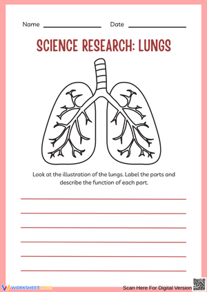 Lungs Science Research Worksheet