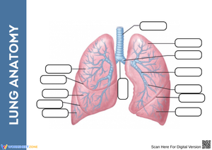Lung Anatomy Labeling Worksheet