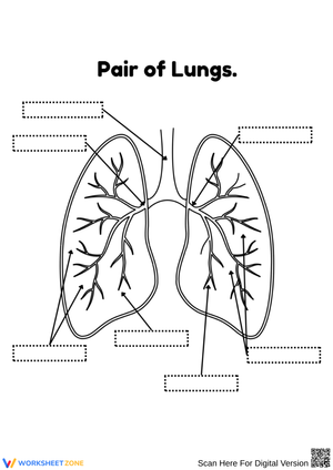 Pair of Lungs Labeling Worksheet