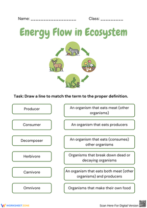 Understanding Energy Flow in Ecosystems