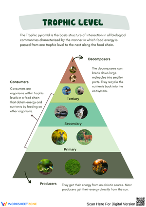 Trophic Level Pyramid Poster