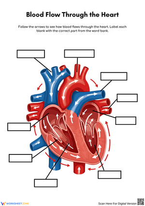 Label the Parts of the Heart and Blood Flow